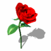 Rose01
