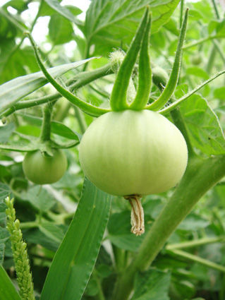 jardin_juin_6
