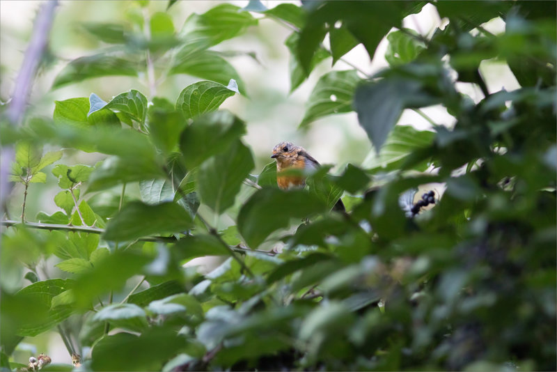 Oiseau RG jeune verdure 140821
