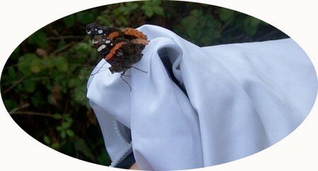 Un papillon sur mon manteau