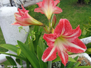 Hippeastrum_vittatum