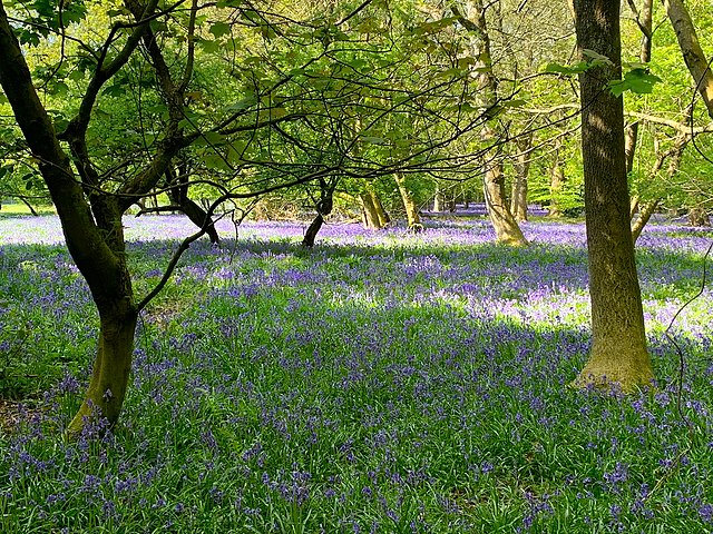 Bluebells_in_the_Chiltern_Hills_England_Apr2020