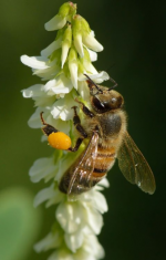 abeille1