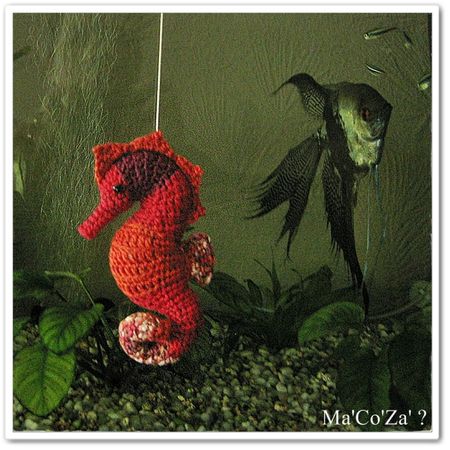 hippocampe seahorse au crochet aquarium