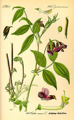 Gesse printannière