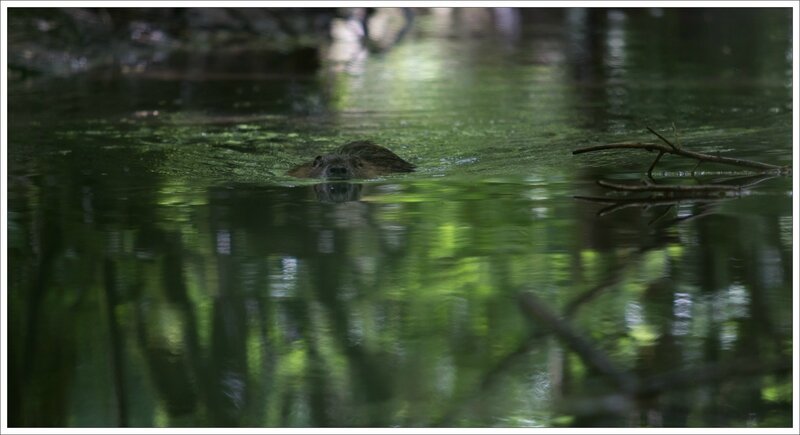 Galuchet ragondin verdure 1 080515