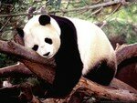 panda_1