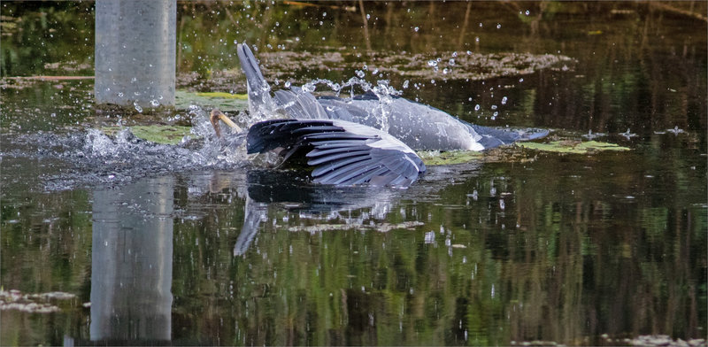 Oiseau héron plonge pêche 181021 ym 6
