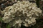 Polypore_en_ombelle12