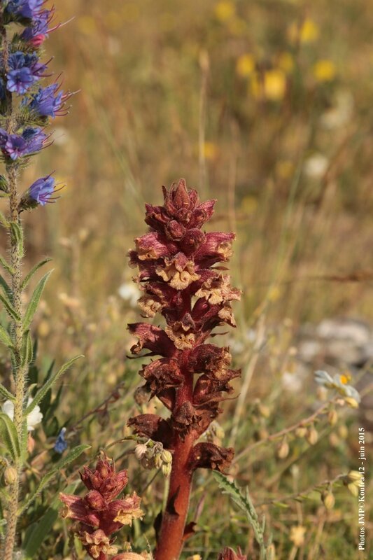 Photos JMP©Koufra 12 - Le Mas - blog - 2015-06-03- 00033