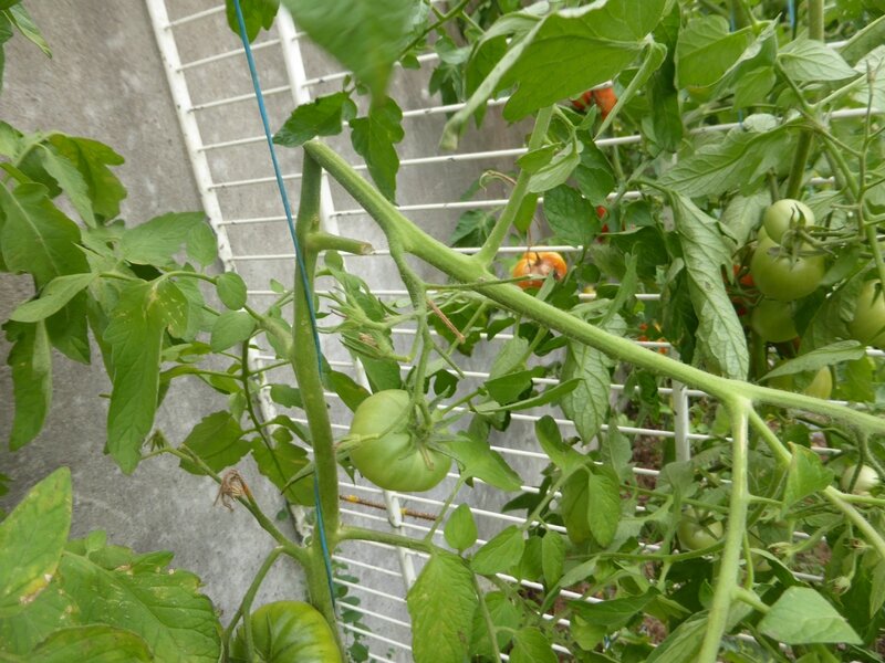 25-tomates (2)