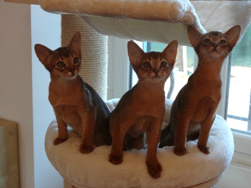 abyssins lièvres 3 mois