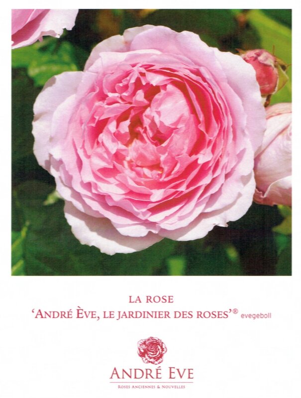 La-rose-André-Ève