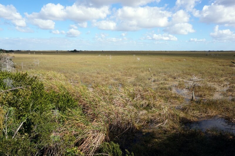 Everglades (41)