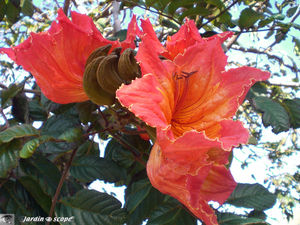 8815_Tulipier_du_Gabon
