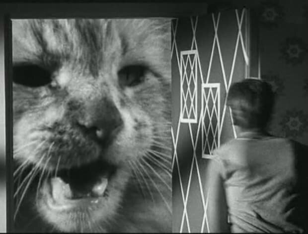the incredible shrinking man
