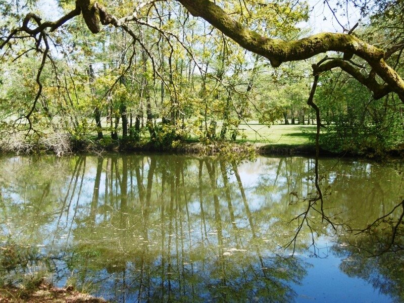 1-Etang du Bois de Boulogne et Cigognes 070417