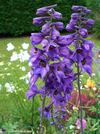 Delphinium_Pacific_Giant__King_Arthur_