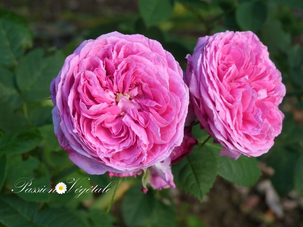 Rosa Gallica Charles de Mills 2