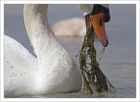MS_lulu_Moins_cygne_herbe_140511