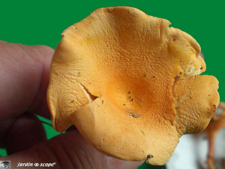 Hygrophoropsis_aurantiaca