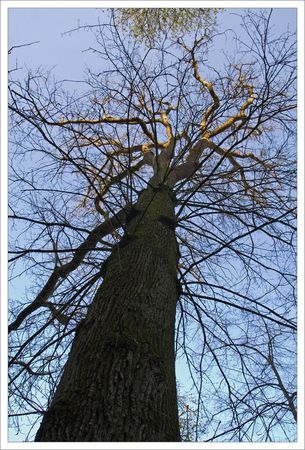 Niort_JP_arbre_matin_290309