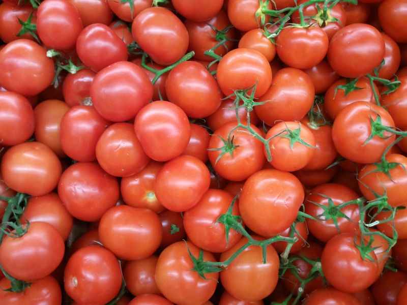 tomates rondes