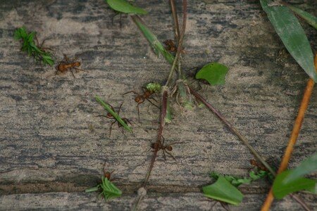 leaf_cutter_ants