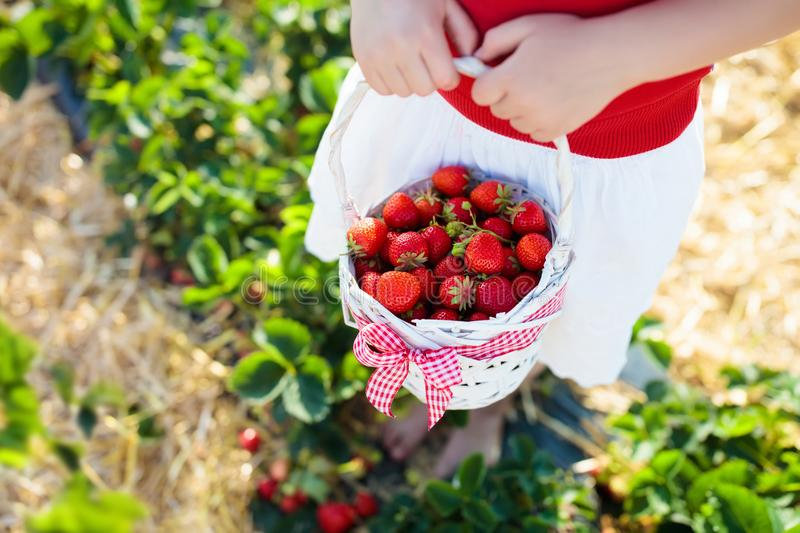 les-enfants-sélectionnent-la-fraise-sur-le-champ-de-baie-en-été-118245277 (1)