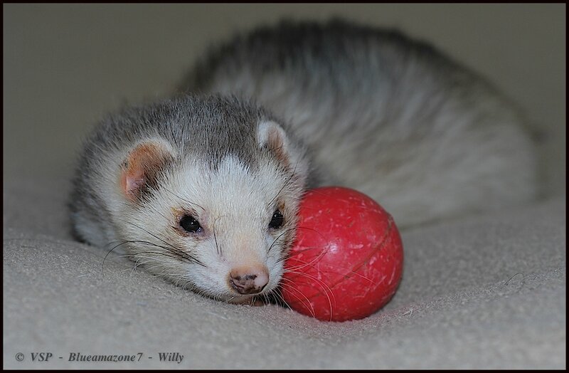 Willy-28mars2013 9