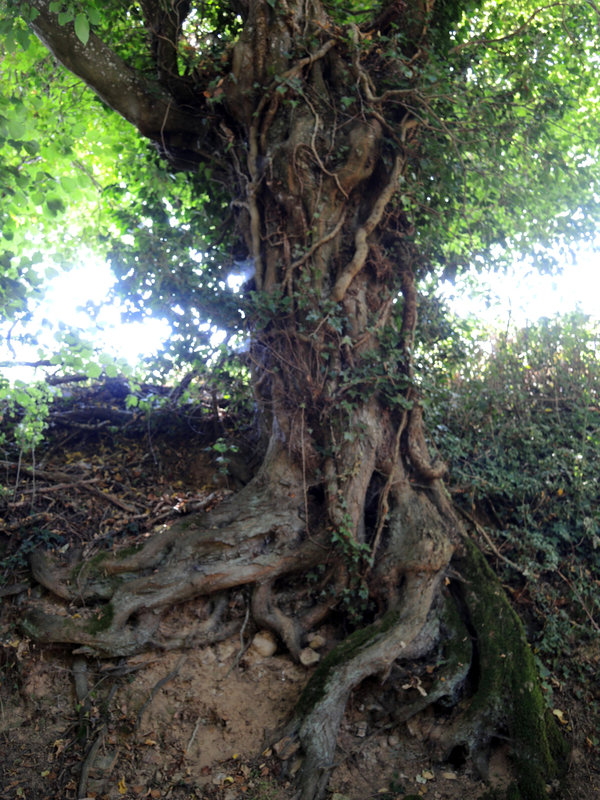 Champvoux, arbre (58)