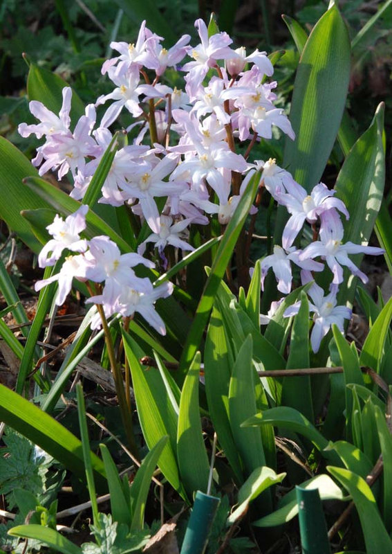 Chionodoxa forbesii 'Pink Giant'