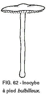 bulbilleux