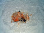 DSCF0234