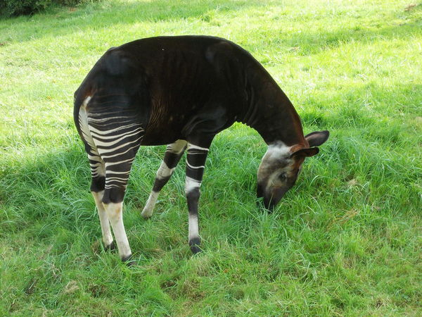 Okapi