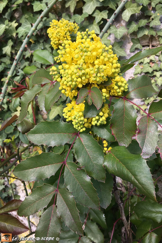 Mahonia-aquifolium