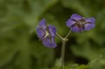 geranium__border