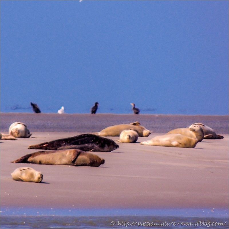 Phoques baie de Somme (2)