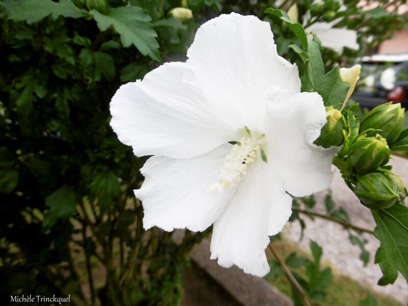 1-Fleurs de Léon 200718