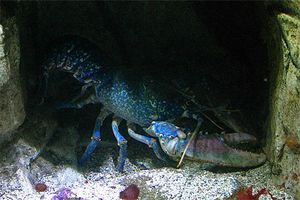 homard-bleu