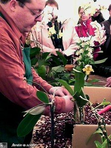Atelier de conseils de culture, refloraison et rempotage d'Orchidées