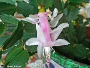 Schlumbergera_blanc