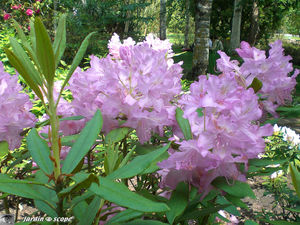 Rhododendrons du Parc botanique de Tours