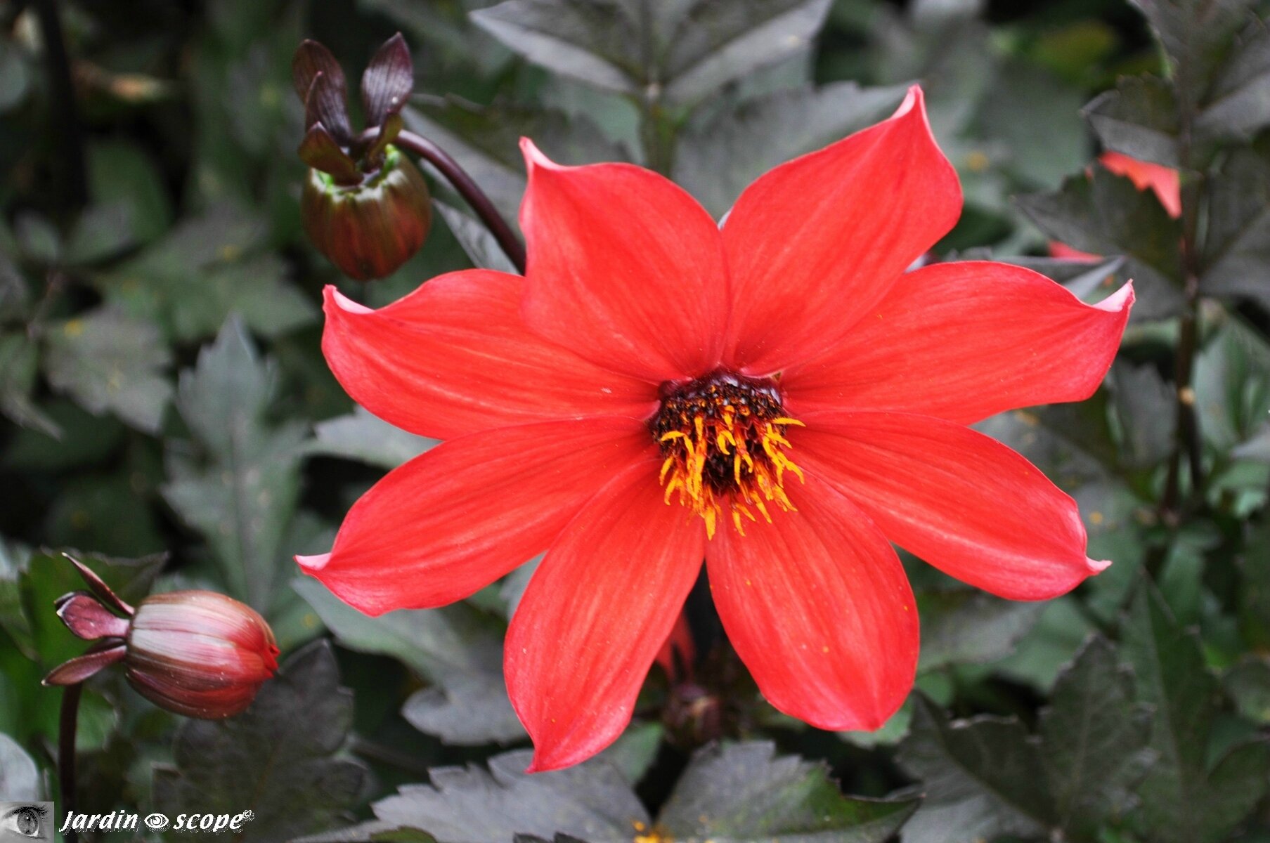 Dahlia Pampa