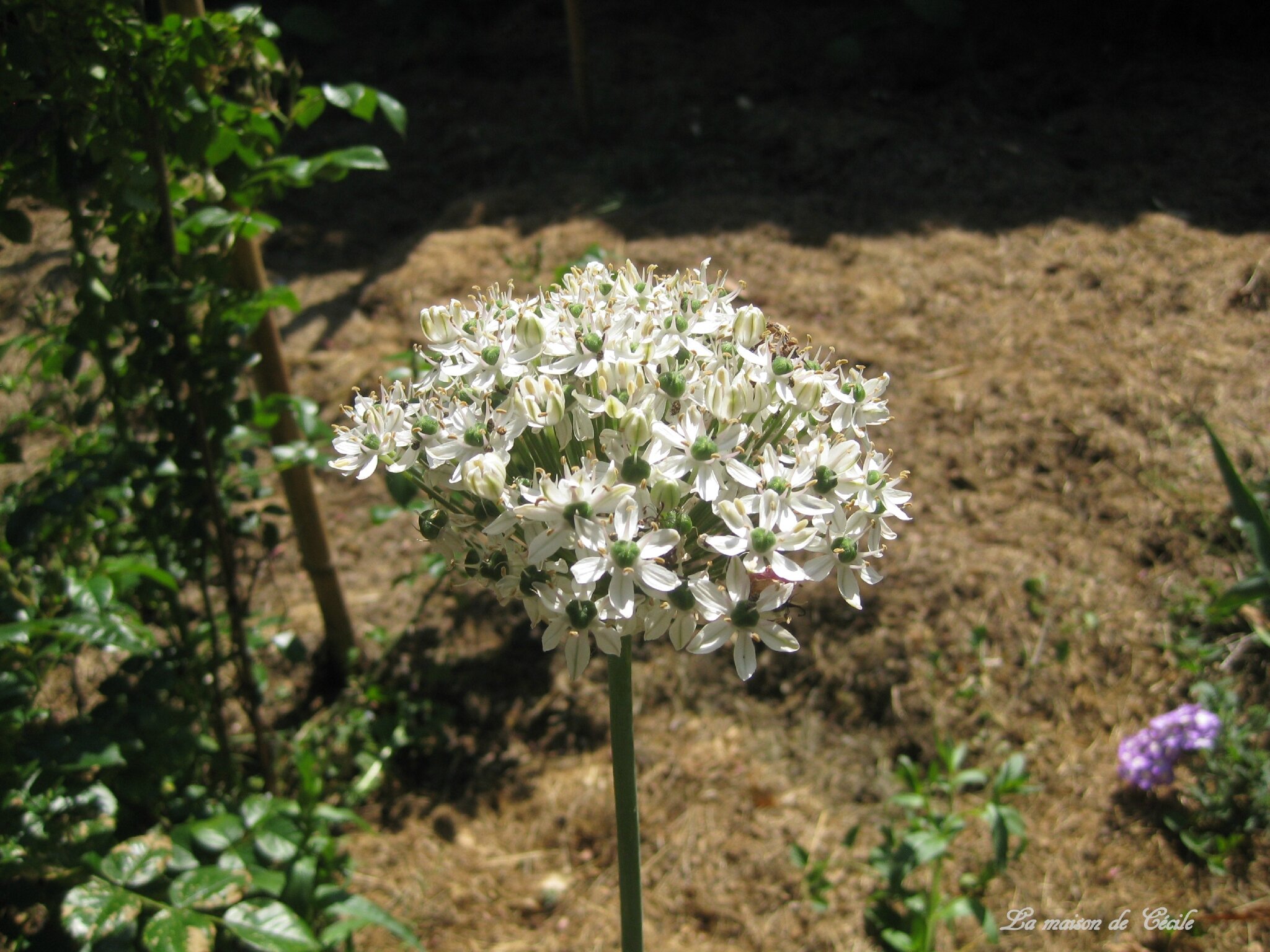 Allium blanc