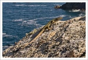 Sizun_lezard_mer_3_AG_300509