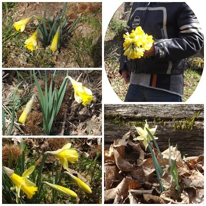 Jonquilles & primevères (4)