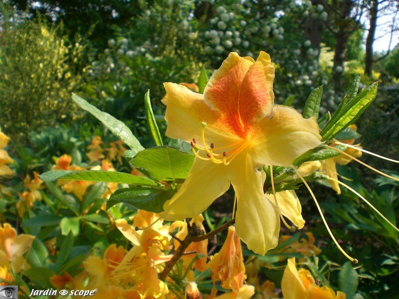 Rhododendron aux couleurs chatoyantes