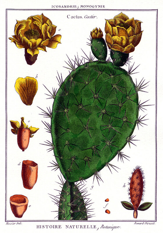 p 49 Lamarck Icosandrie