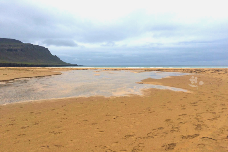 Islande, plage Rauðisandur_18